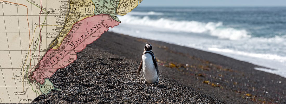 small Patagonia penguin close up portrait on the beach looking at you