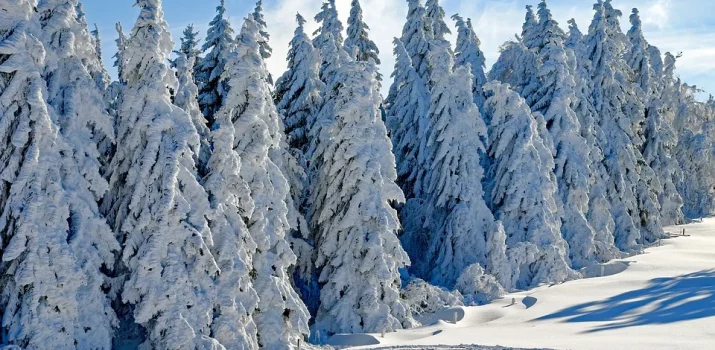 L'orée d'une forêt de sapins recouverts de neige