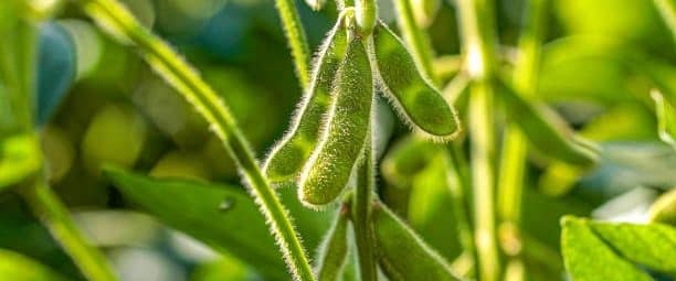 soy plantation with sky on the horizon and macro details