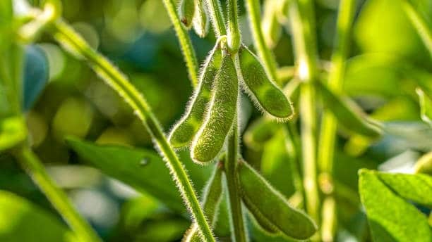 soy plantation with sky on the horizon and macro details
