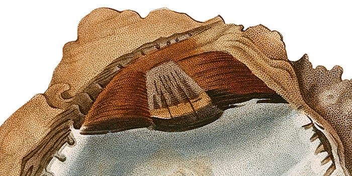 Huître spatulée. Source : BCUL, cote 3P 2341 B, planche 17