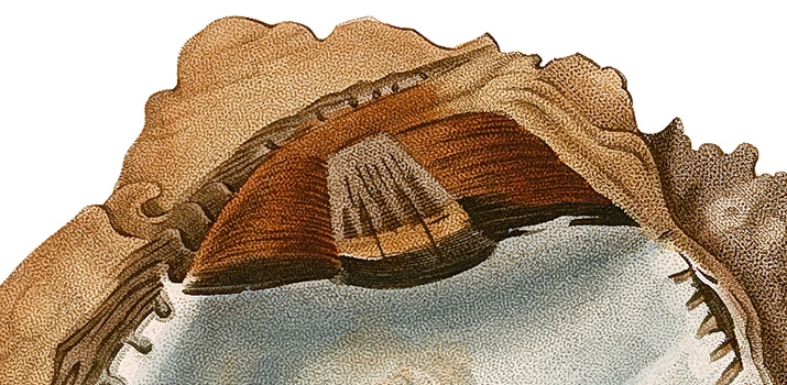 Huître spatulée. Source : BCUL, cote 3P 2341 B, planche 17